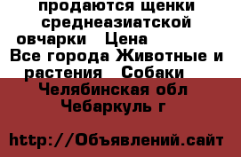 продаются щенки среднеазиатской овчарки › Цена ­ 30 000 - Все города Животные и растения » Собаки   . Челябинская обл.,Чебаркуль г.